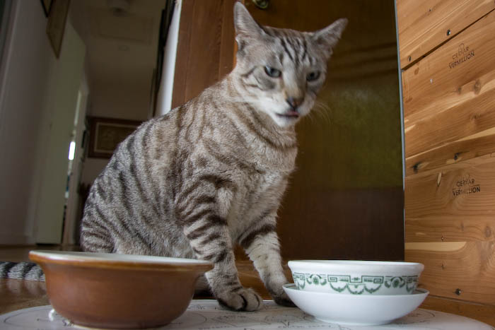 Silverman in a cat-level photo at the food dishes.