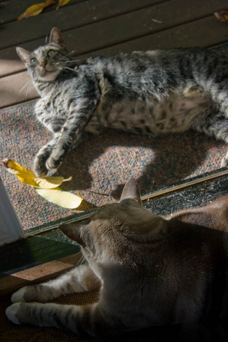 Once again, Romeo senses some special attention and moves closer to the action.