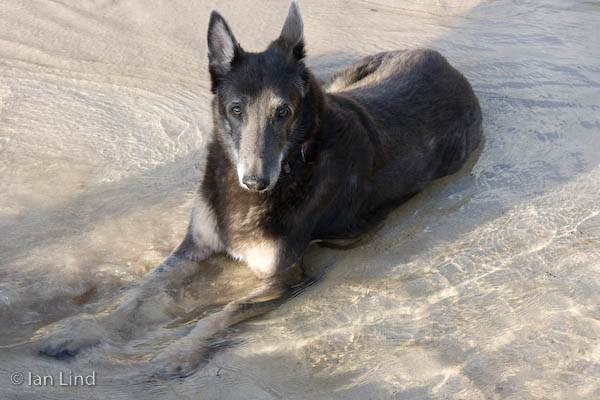 Ikaika is friendly, a little slow, and walks with a slight limp. But he certainly seemed to be enjoying his beach visit.