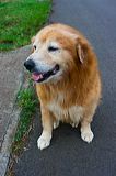 dogs0722-2
