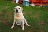 dogs0722-3
