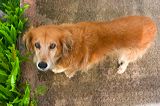 dogs0722-4