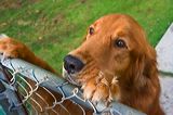 dogs0722-5