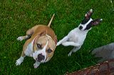 Dogs