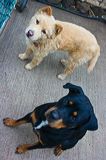 dogs0722-8