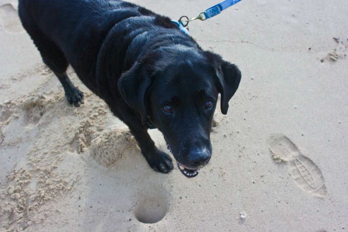 dogs0722-1.jpg