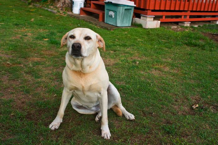 dogs0722-3.jpg