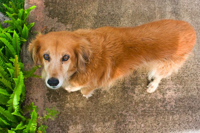 dogs0722-4.jpg