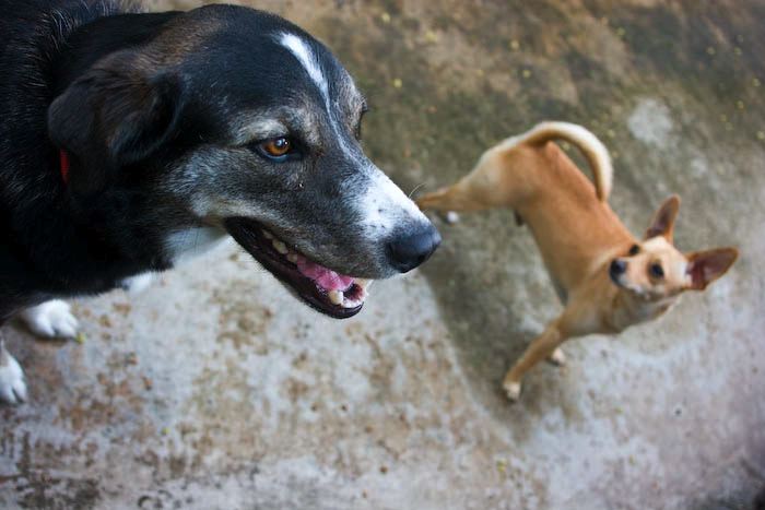 dogs0722-6.jpg