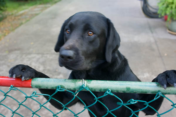 A begging Bomber.