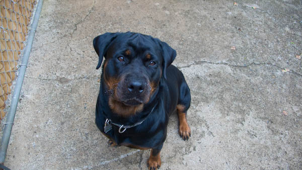 Ms. Pe'a, able to snort a large dog biscuit in a second, apparently without chewing. I'm told that I am one of the few people willing to open the gate and walk in to visit these dogs.