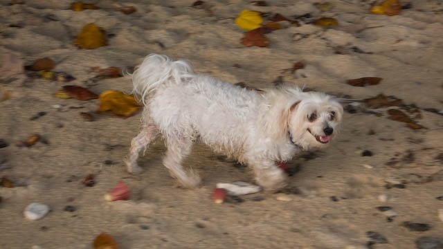 And this is Ms. Lamby. We're always happy to see her whenever our walk schedules coincide.