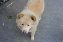 Pili is a friendly Chow who quickly learned about the daily biscuit.