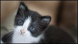 kitten