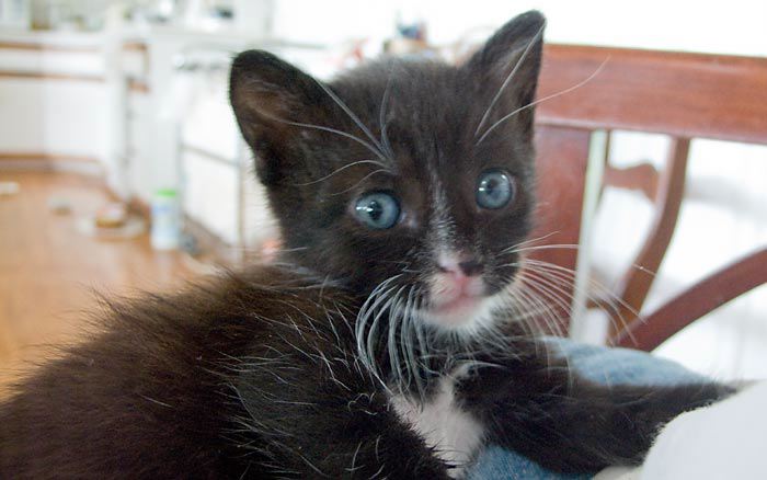 kitten0727-3.jpg