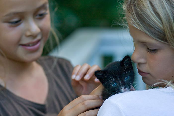 kitten0727-8.jpg