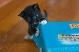 kitten0801-1
