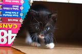 kitten0801-2