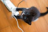 kitten0801-5