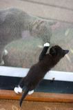 kitten0801-6