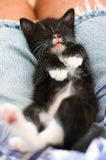 Kitten