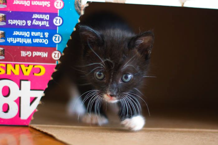kitten0801-2.jpg