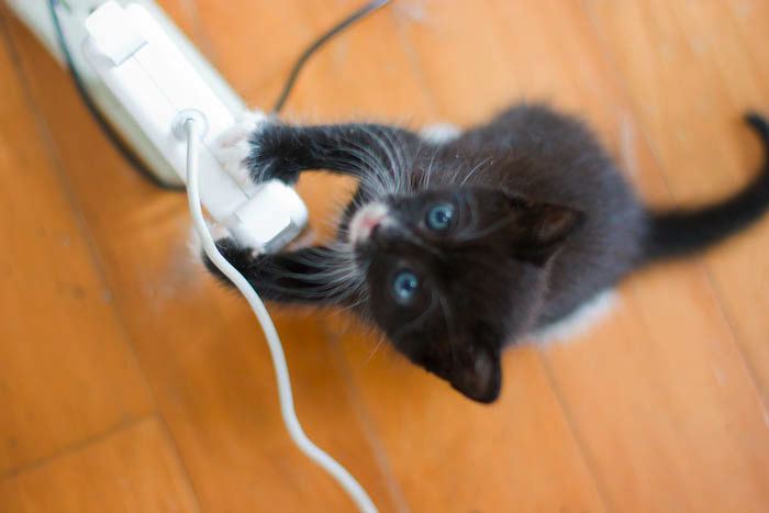 kitten0801-5.jpg