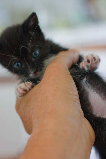 kitten0801-7.jpg