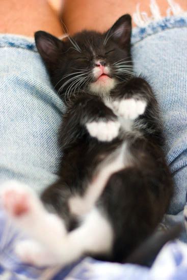 kitten0801-8.jpg