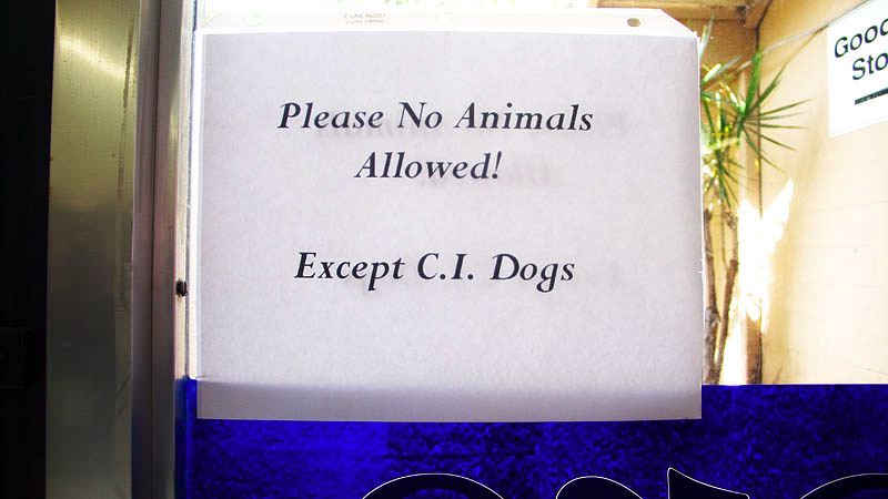 Dogs