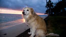 Mr. Piko at dawn.