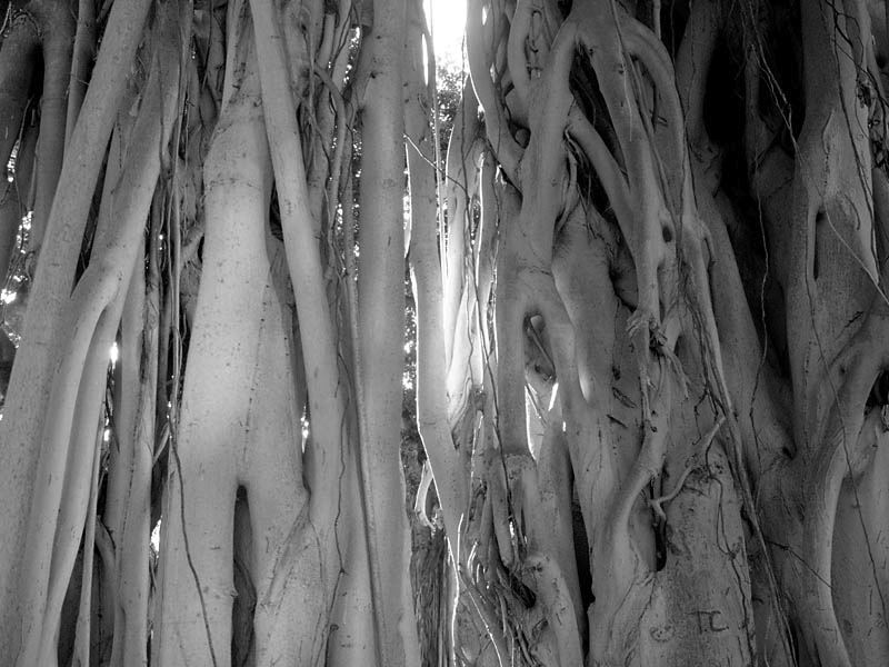 Banyan