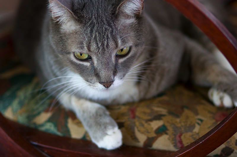 Cats