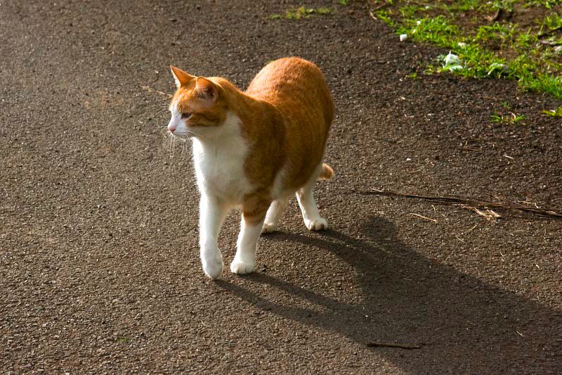 cats0417-1.jpg