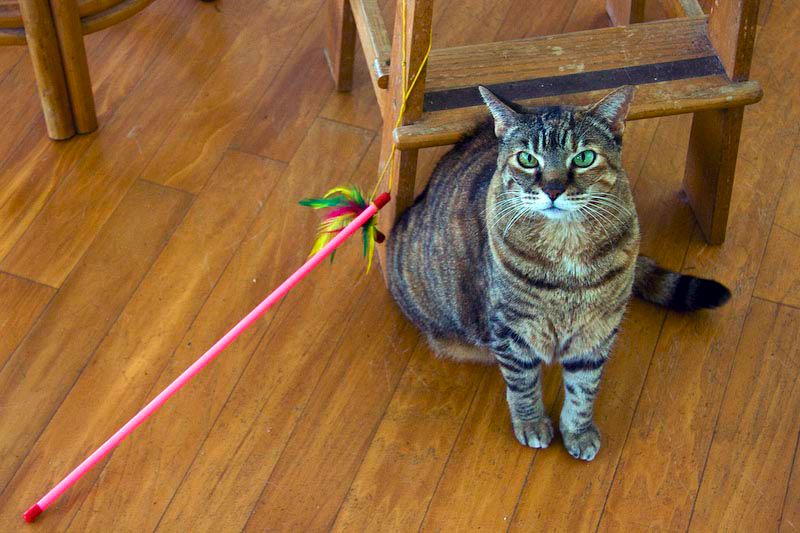 cats0417-2.jpg