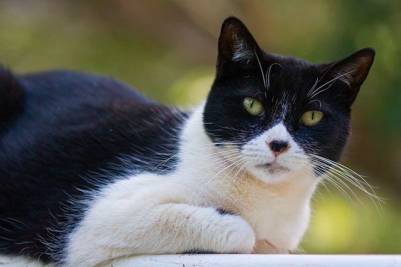 cats0417-4.jpg