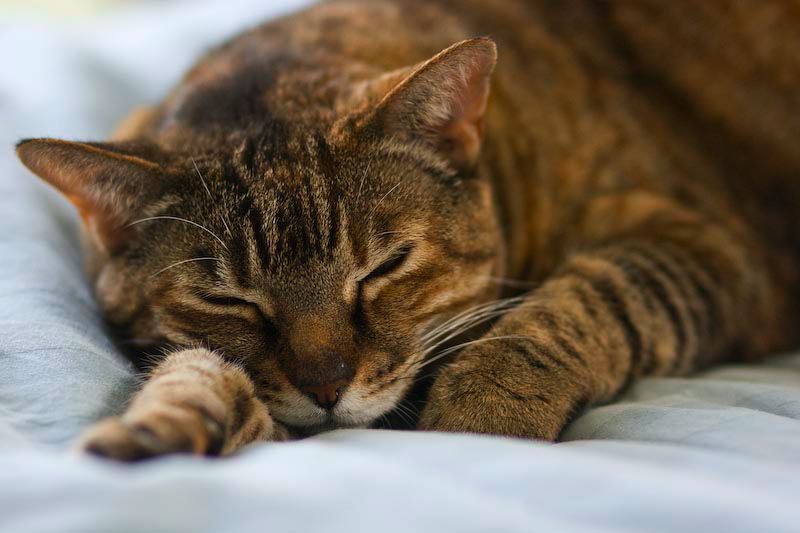 cats0417-5.jpg