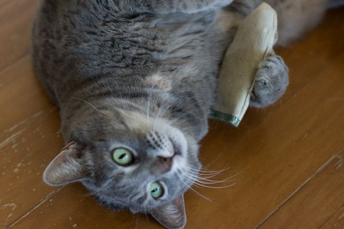 Feline Friday
