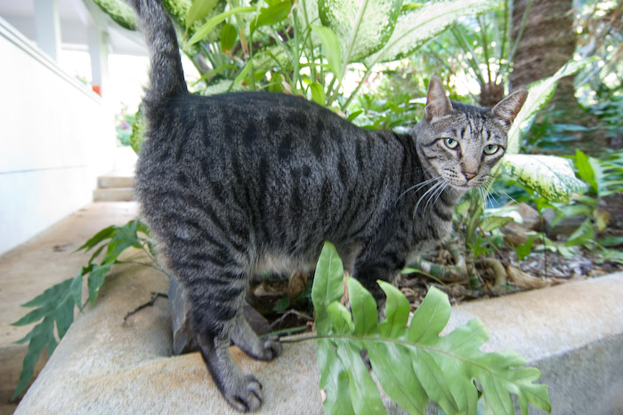 Romeo