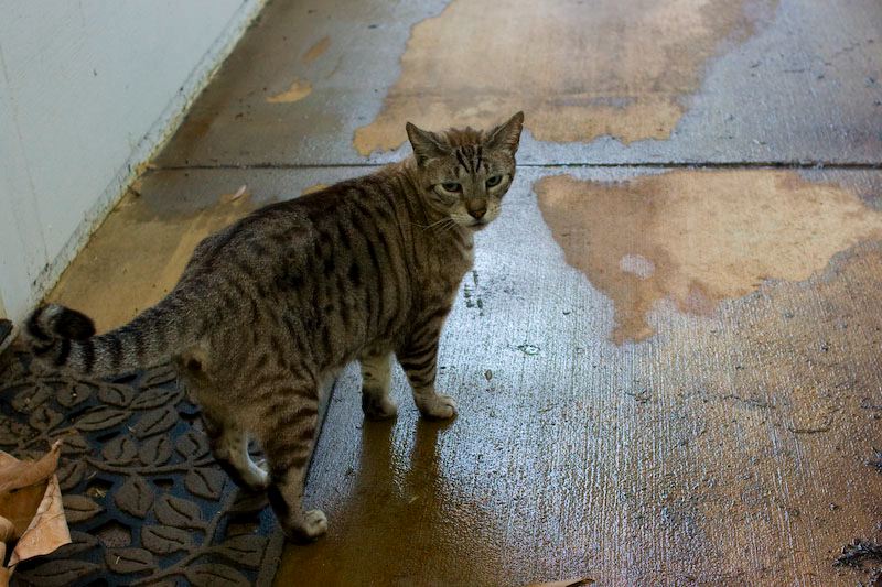cats100208-10.jpg