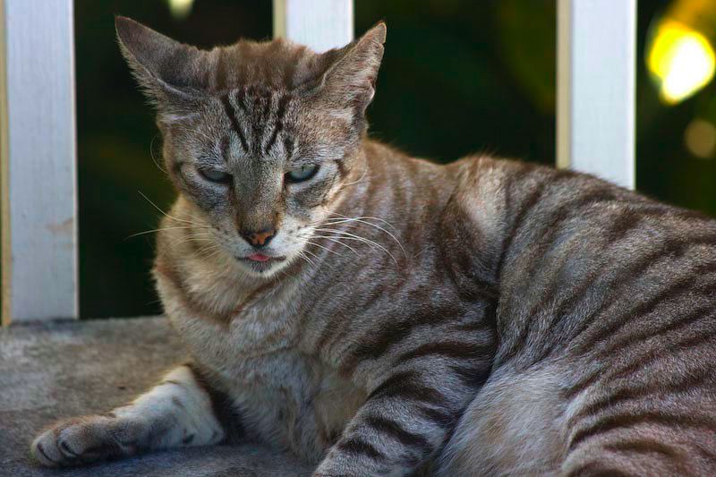 cats100208-11.jpg