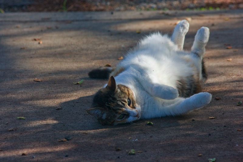 cats100208-14.jpg