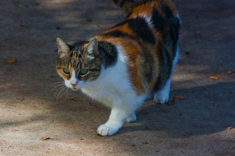 cats100208-15.jpg