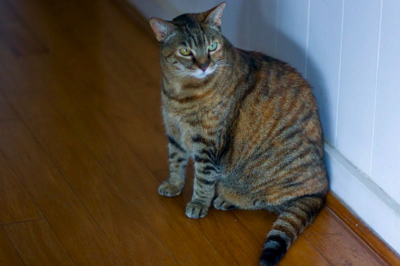 cats100208-17.jpg