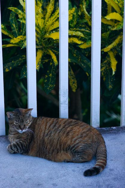 cats100208-18.jpg