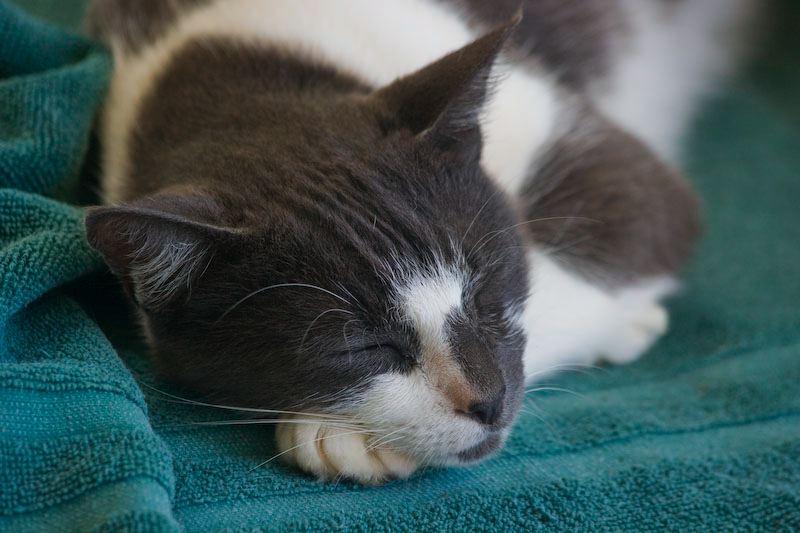 cats100208-5.jpg