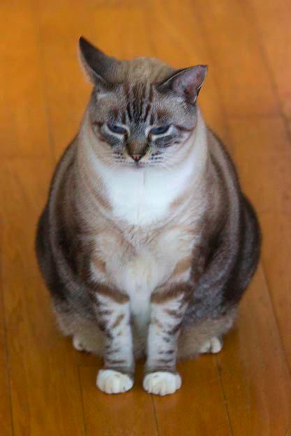 cats100208-6.jpg