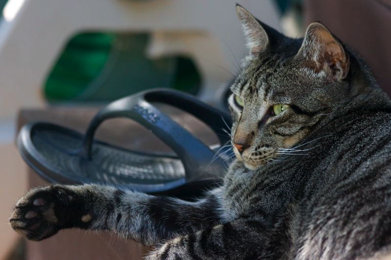cats100208-7.jpg