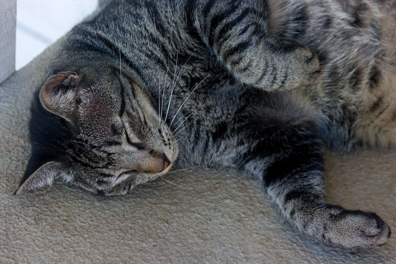 cats100208-8.jpg