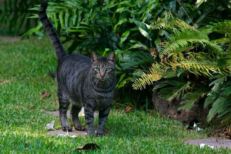 cats100208-9.jpg